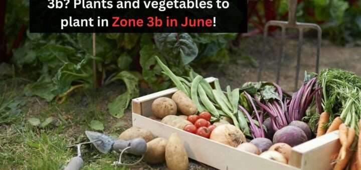 What to plant in June in Zone 3b? Plants and vegetables to plant in Zone 3b in June!