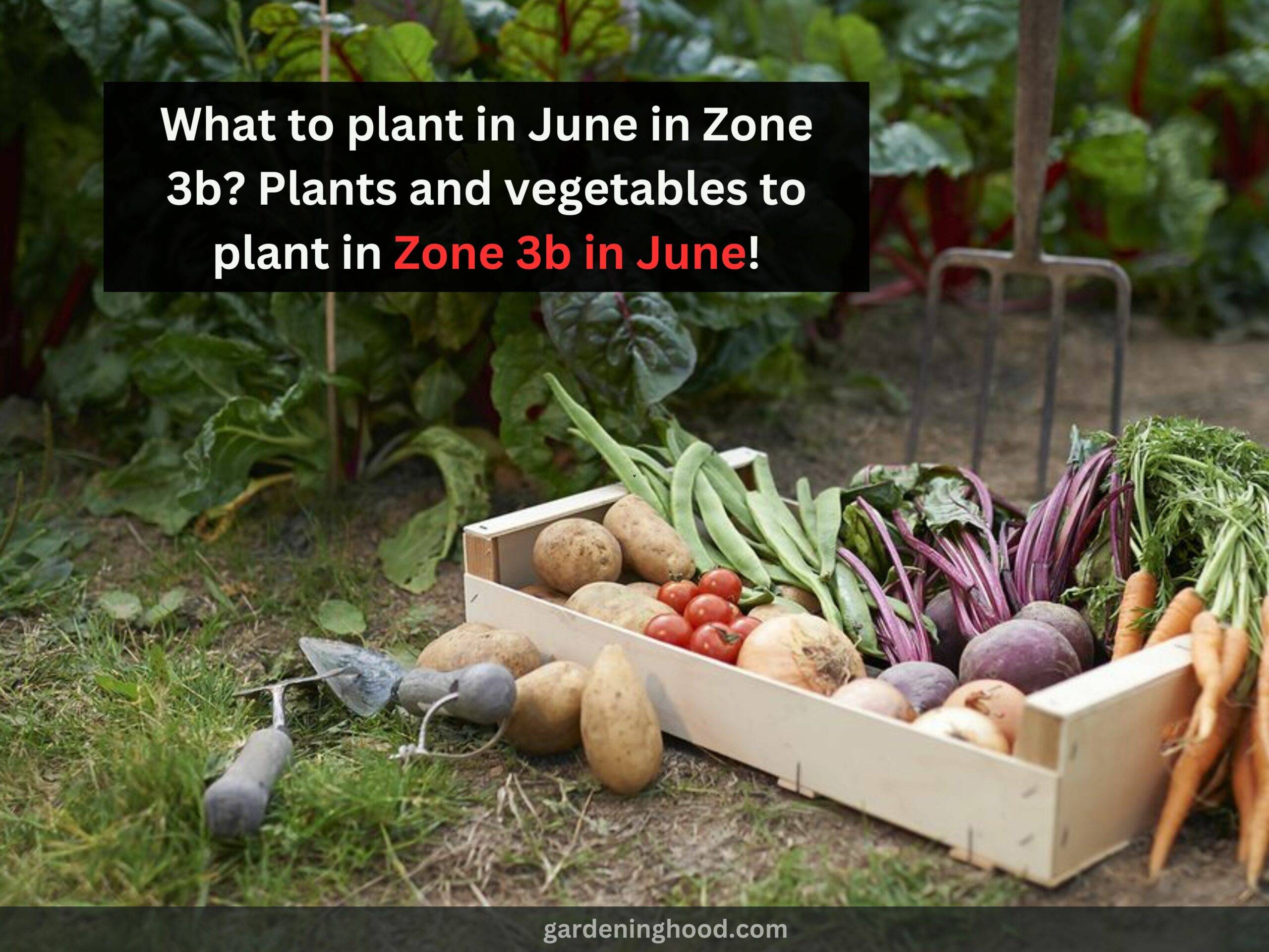 What to plant in June in Zone 3b? Plants and vegetables to plant in Zone 3b in June!