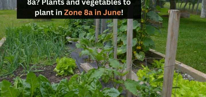 What to plant in June in Zone 8a? Plants and vegetables to plant in Zone 8a in June!