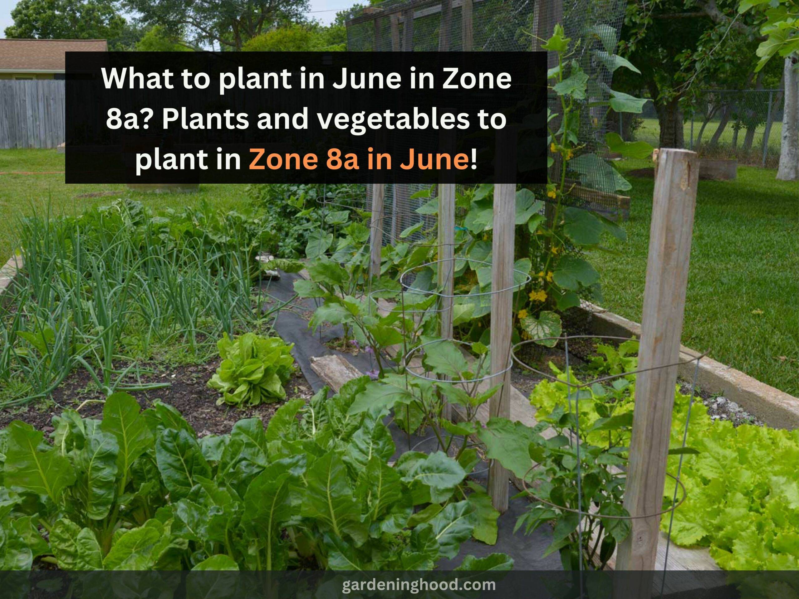 What to plant in June in Zone 8a? Plants and vegetables to plant in Zone 8a in June!