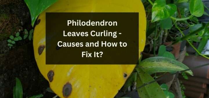 Philodendron Leaves Curling - Causes and How to Fix It?