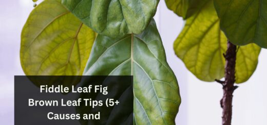 Fiddle Leaf Fig Brown Leaf Tips (5+ Causes and Solutions)