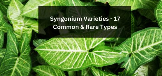 Syngonium Varieties - 17 Common & Rare Types