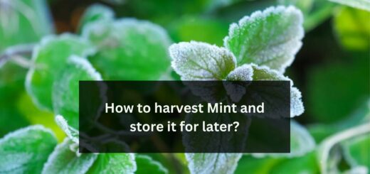How to harvest Mint and store it for later?