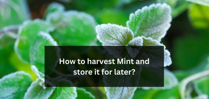How to harvest Mint and store it for later?