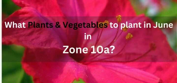 Zone 10a