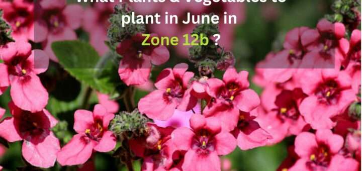 zone 12b