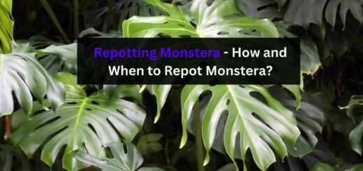 Repotting Monstera - How and When to Repot Monstera?