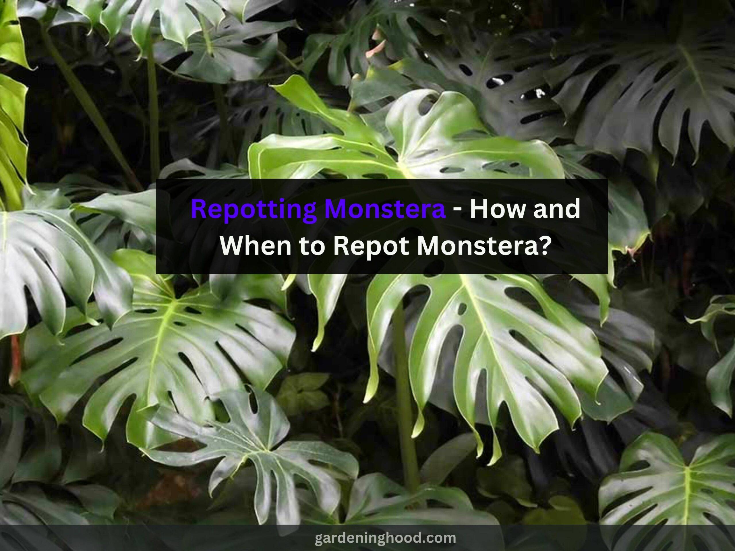 Repotting Monstera - How and When to Repot Monstera?