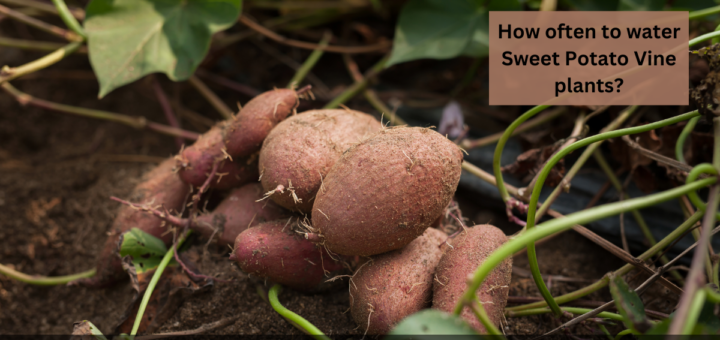 How often to water Sweet Potato Vine plants? - Overwatered Sweet Potato Vine Care