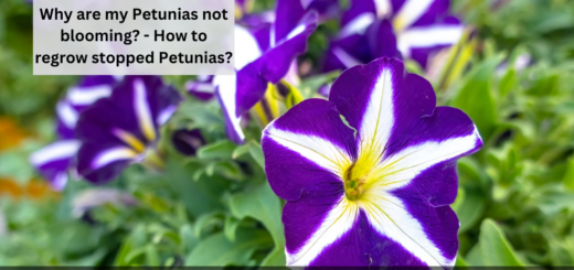 Why are my Petunias not blooming? - How to regrow stopped Petunias?