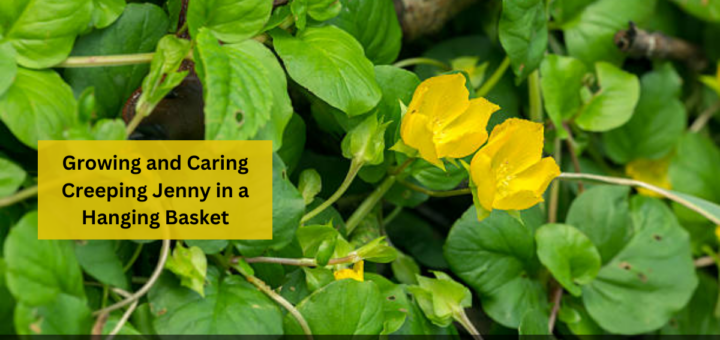 Growing and Caring Creeping Jenny in a Hanging Basket