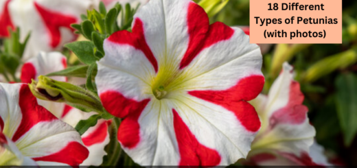 18 Different Types of Petunias (with photos) - Different colors of Petunias 