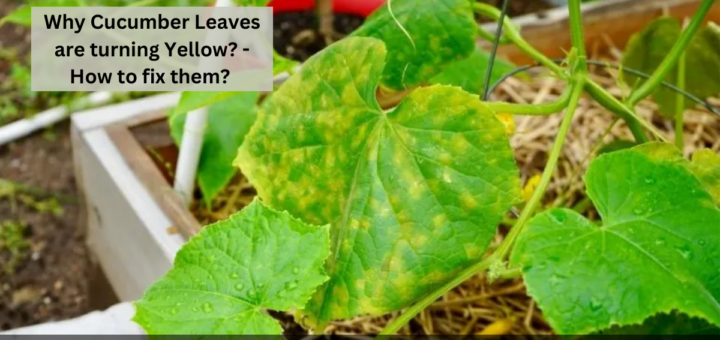 Why Cucumber Leaves are turning Yellow? - How to fix them? 