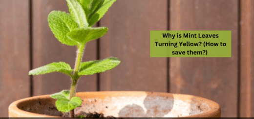 Why is Mint Leaves Turning Yellow? (How to save them?) 