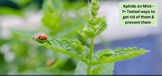 Aphids on Mint - 7+ Tested ways to get rid of them & prevent them 