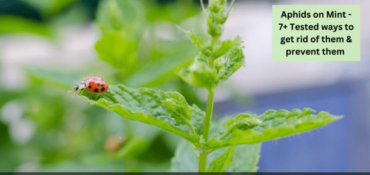 Aphids on Mint - 7+ Tested ways to get rid of them & prevent them 