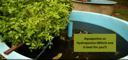 Aquaponics vs Hydroponics (Which one is best for you?)