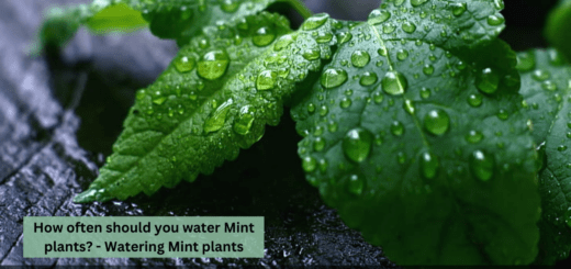 How often should you water Mint plants? - Watering Mint plants