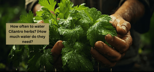 How often to water Cilantro herbs? (How much water do they need?