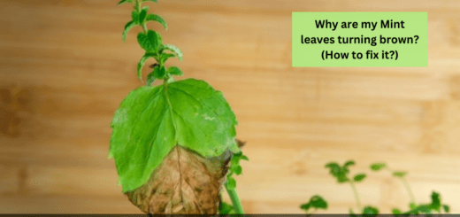 Why are my Mint leaves turning brown? (How to fix it?)