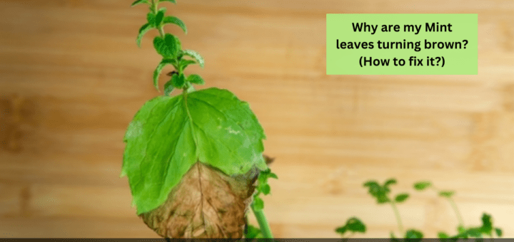 Why are my Mint leaves turning brown? (How to fix it?)