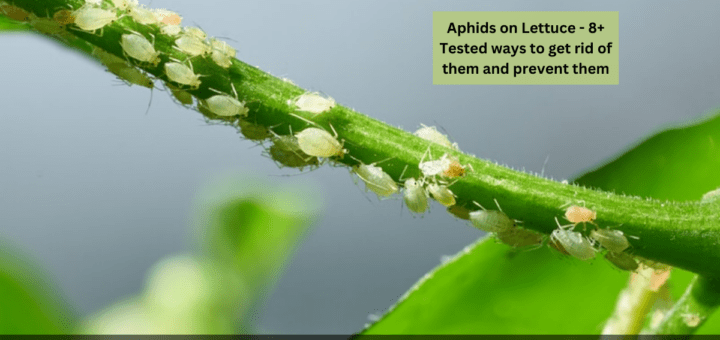 Aphids on Lettuce - 8+ Tested ways to get rid of them and prevent them