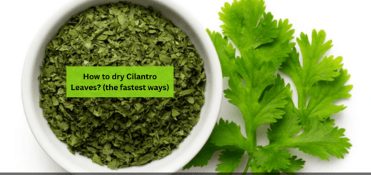 How to dry Cilantro Leaves? (the fastest ways)