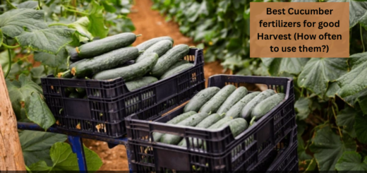 Best Cucumber fertilizers for good Harvest (How often to use them?)