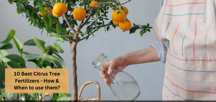 10 Best Citrus Tree Fertilizers - How & When to use them?