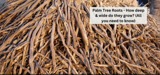 Palm Tree Roots - How deep & wide do they grow? (All you need to know)