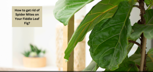 How to get rid of Spider Mites on Your Fiddle Leaf Fig? (Tested Ways)