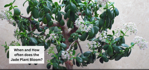 When and How often does the Jade Plant Bloom?