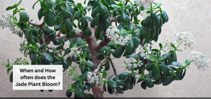 When and How often does the Jade Plant Bloom?