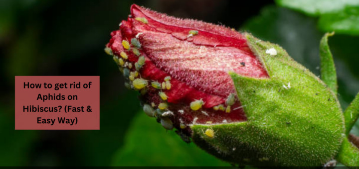 How to get rid of Aphids on Hibiscus? (Fast & Easy Way)