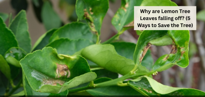 Why are Lemon Tree Leaves falling off? (5 Ways to Save the Tree)