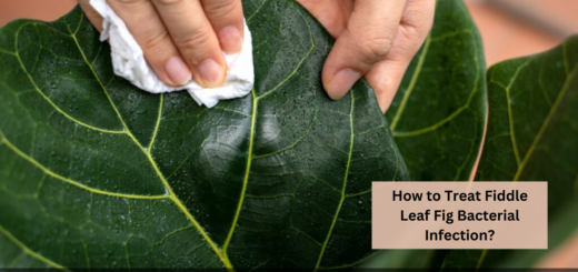 How to Treat Fiddle Leaf Fig Bacterial Infection?