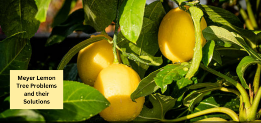 Meyer Lemon Tree Problems and their Solutions