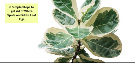 6 Simple Steps to get rid of White Spots on Fiddle Leaf Figs