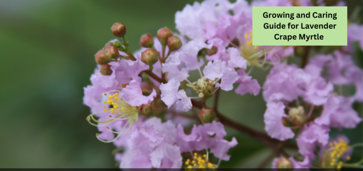 Growing and Caring Guide for Lavender Crape Myrtle (Lagerstroemia Indica)