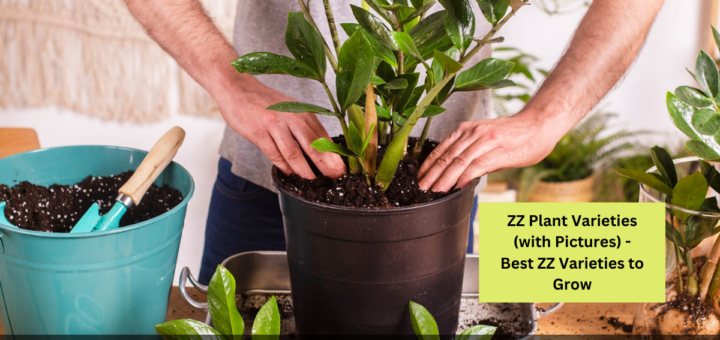 ZZ Plant Varieties (with Pictures) - Best ZZ Varieties to Grow