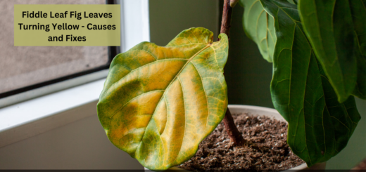 Fiddle Leaf Fig Leaves Turning Yellow - Causes and Fixes