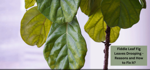 Fiddle Leaf Fig Leaves Drooping - Reasons and How to Fix it?