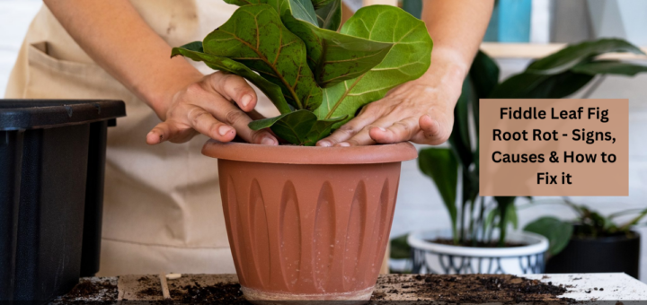 Fiddle Leaf Fig Root Rot - Signs, Causes & How to Fix it