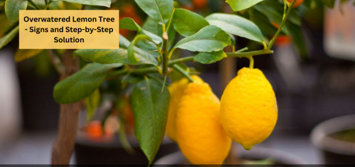 Overwatered Lemon Tree - Signs and Step-by-Step Solution