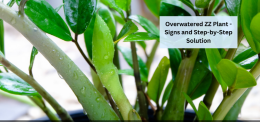 Overwatered ZZ Plant - Signs and Step-by-Step Solution