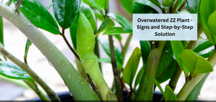 Overwatered ZZ Plant - Signs and Step-by-Step Solution