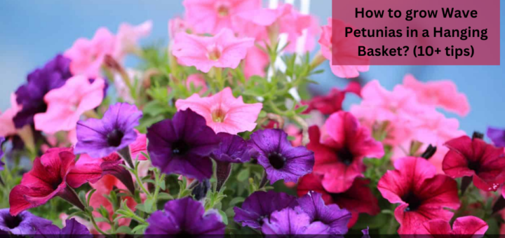 How to grow Wave Petunias in a Hanging Basket? (10+ tips) 