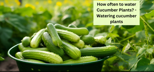 How often to water Cucumber Plants? - Watering cucumber plants 