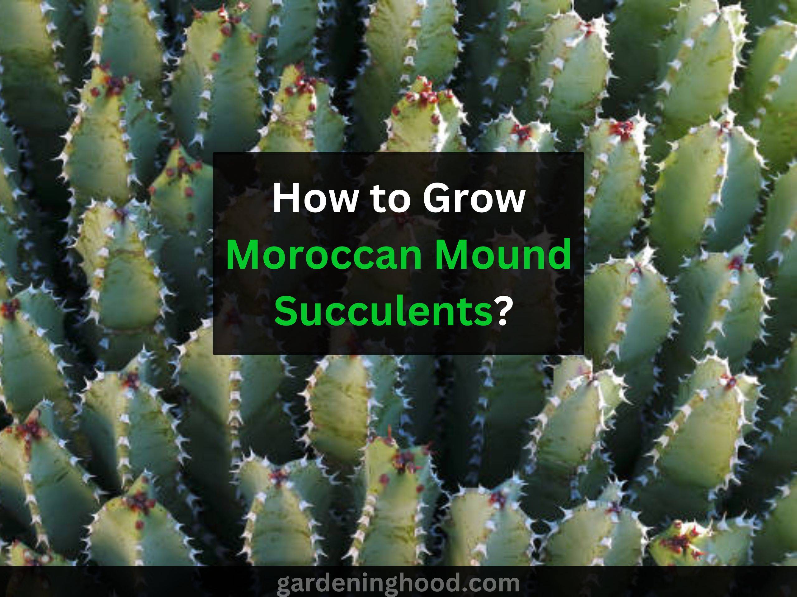 How to Grow Moroccan Mound Succulents – Care & Propagate ‘Euphorbia resinifera’ plants? –